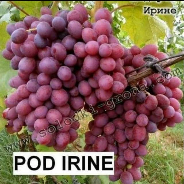 Bibit Anggur Import POD IRINE