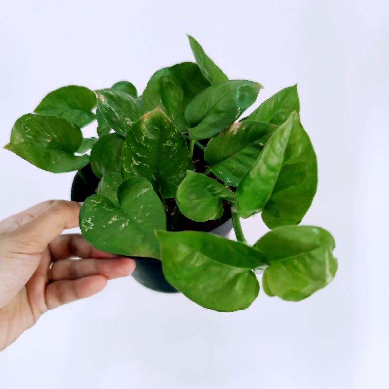MANJULA GOLDEN / MINT POTHOS