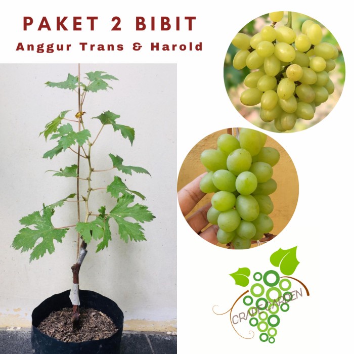 Paket 2 Bibit Anggur Transfiguration & Harold Import Grafting