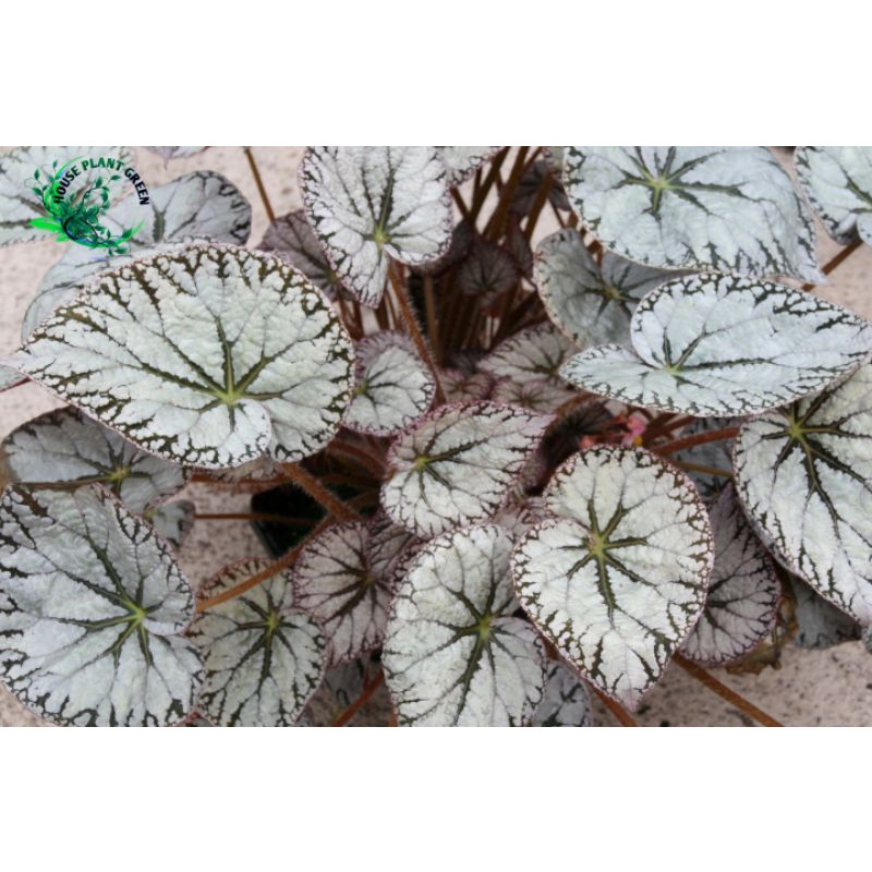 Tanaman Hias Begonia Silver lace - begonia silver