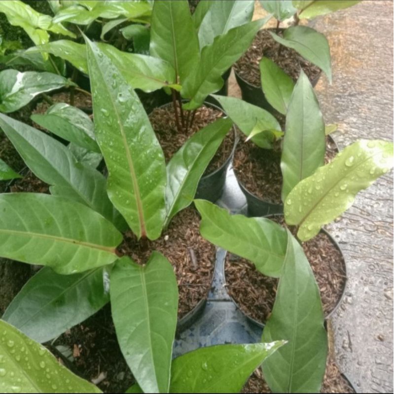 Tanaman Anthurium Jemani Black Beauty Dewasa