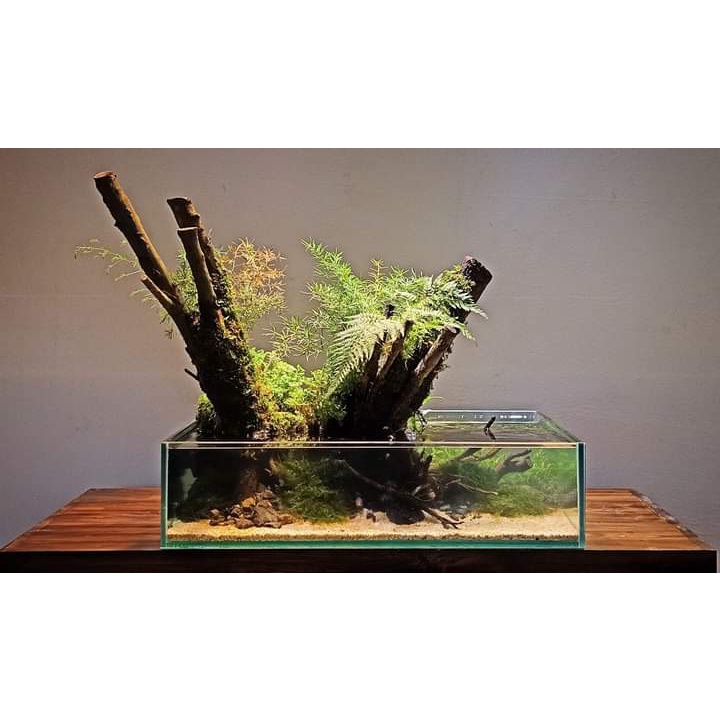 Nickz Shallow Tank dekorasi 60cm fullset all equipment + cabinet