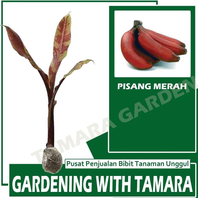 BIBIT TANAMAN BUAH PISANG MERAH LAPAK TERBAIK