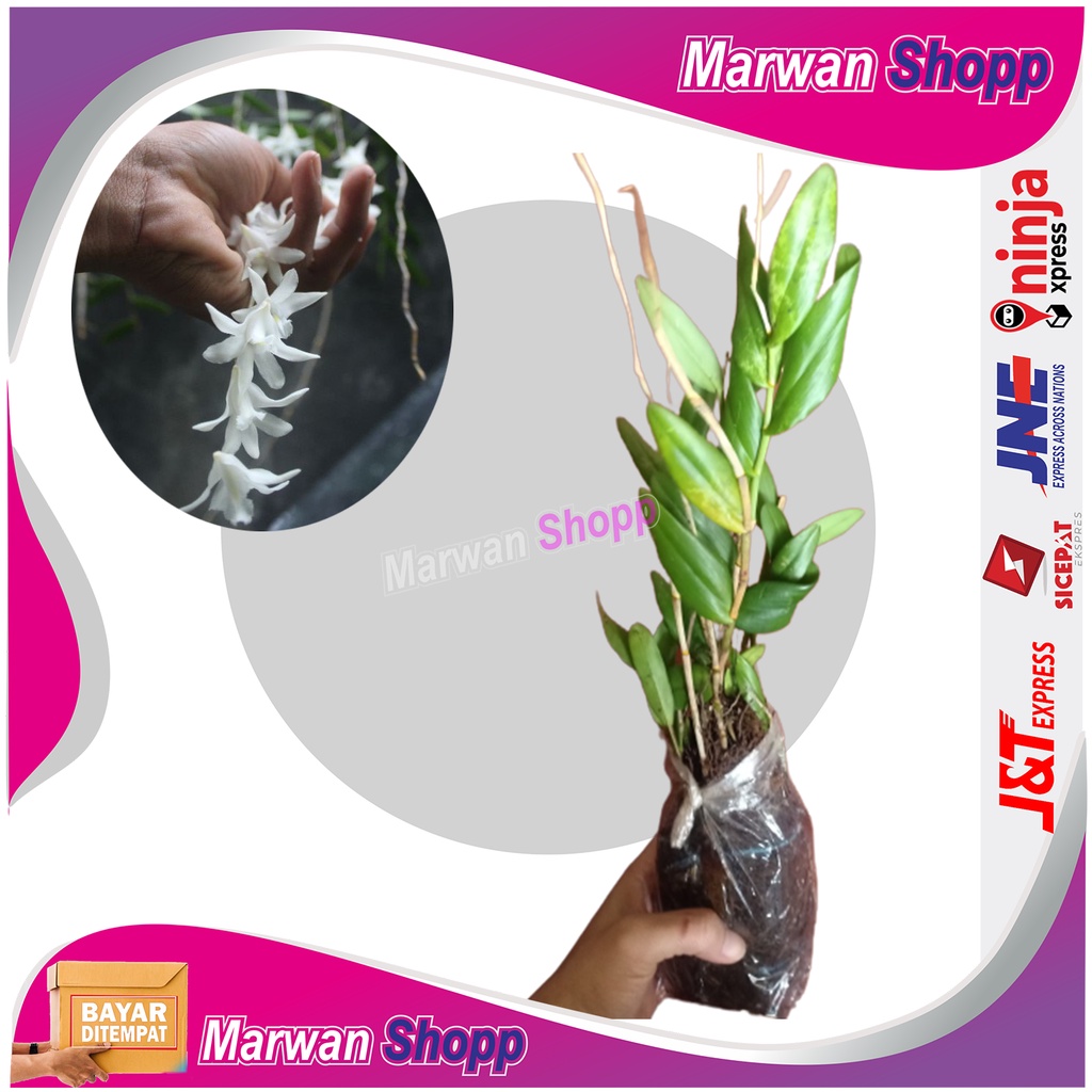 Anggrek Merpati Wangi Dewasa Dendrobium crumenatum marwan shopp