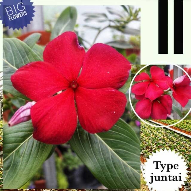 Benih Vinca Juntai - Vinca Titan Burgundi