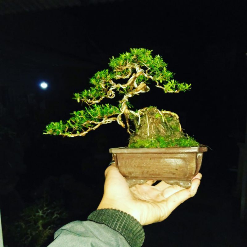 bonsai mame ontherock suweng