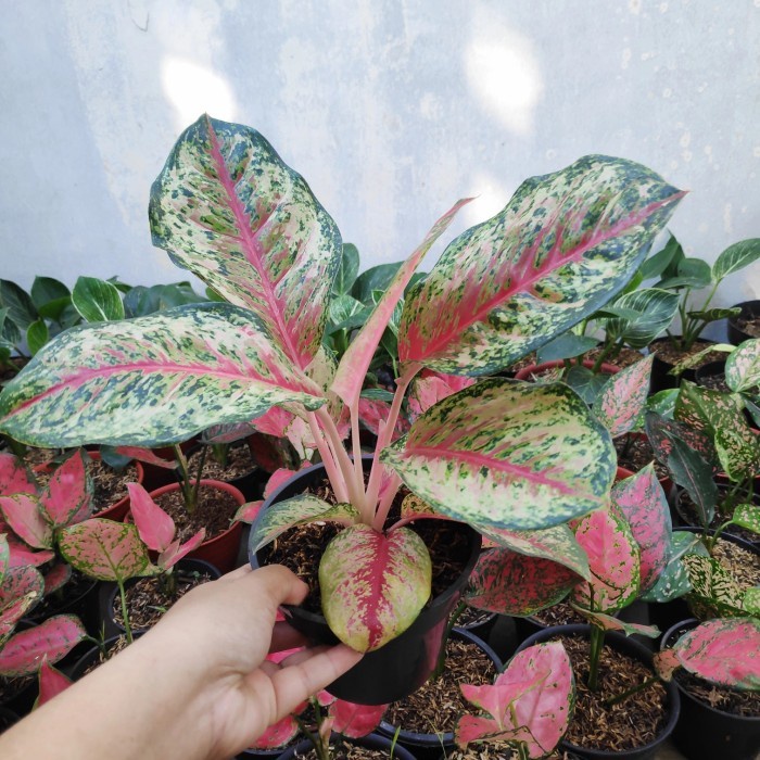 Tanaman Hias Koleksi Aglonema Sweet Dreams / Tanaman Aglonema