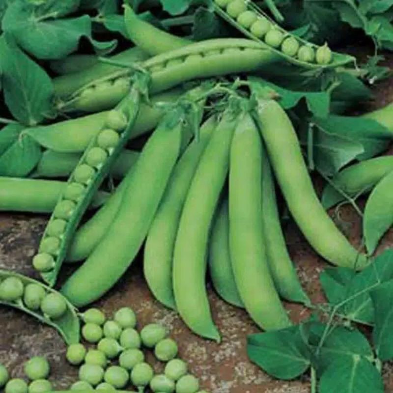 

kacang kapri segar 250 gram