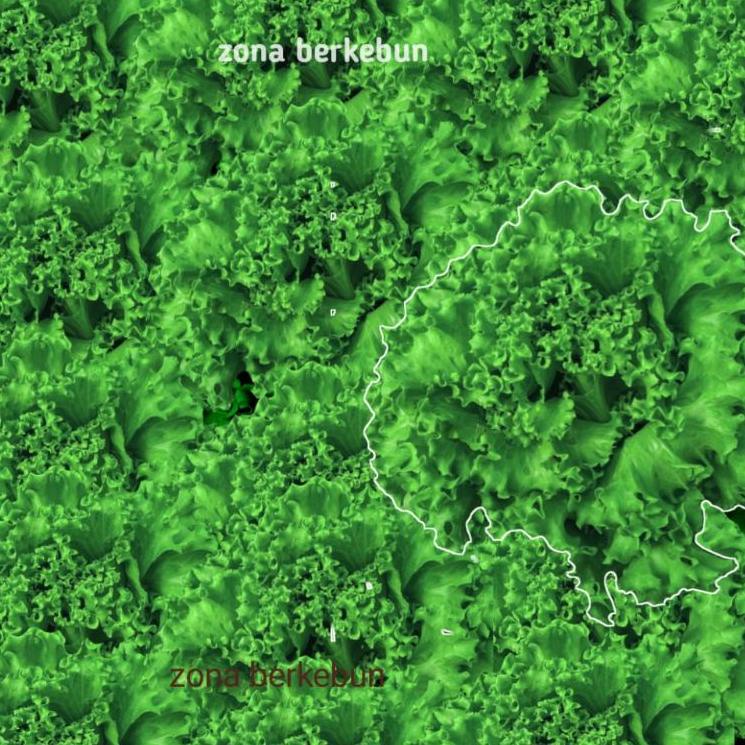 Harga Murah.. SELADA MARITIMA INDOSEED ENZA 1GR BATAVIA LETTUCE