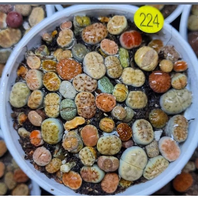 Lithops murah