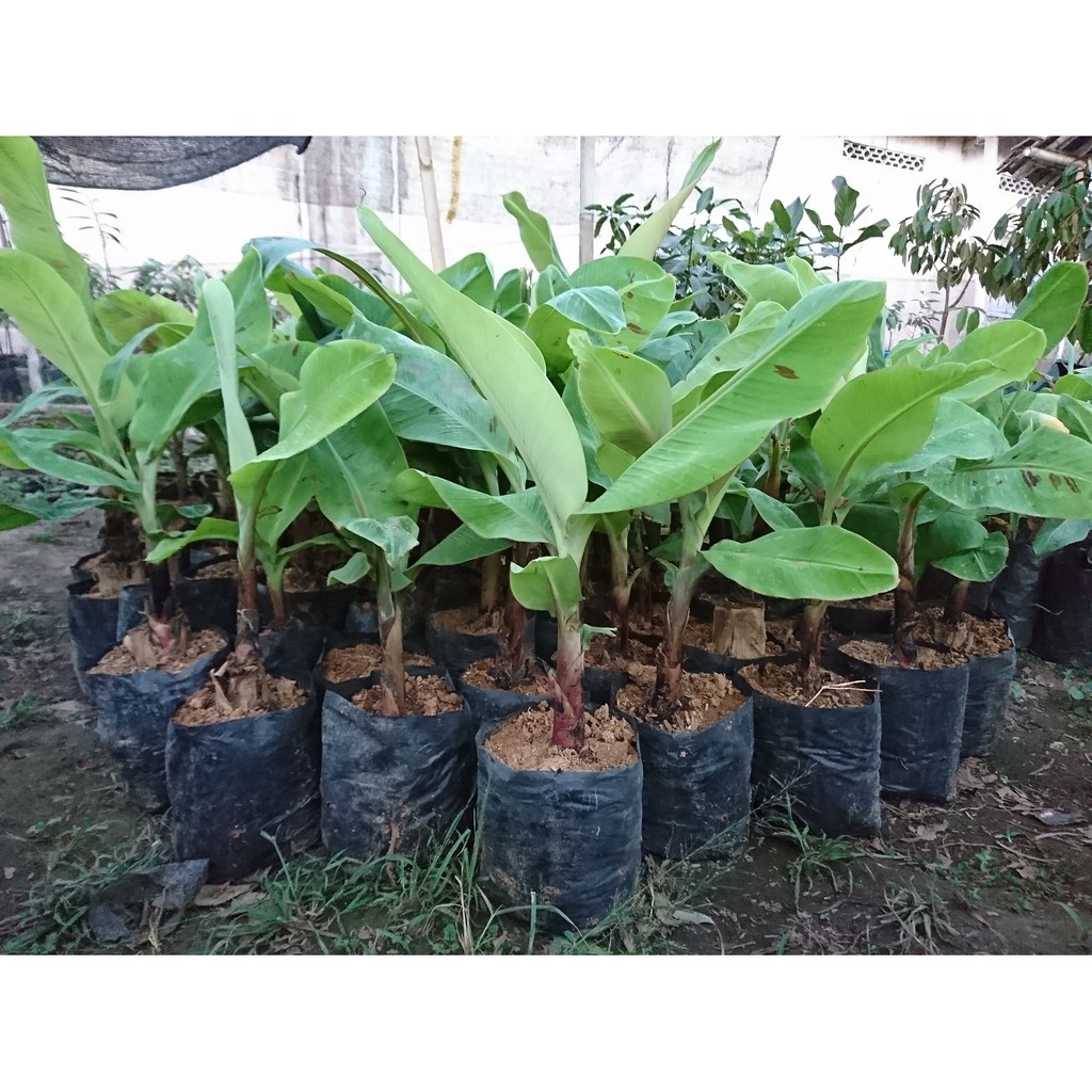 bibit Pisang Cavendish tanaman buah