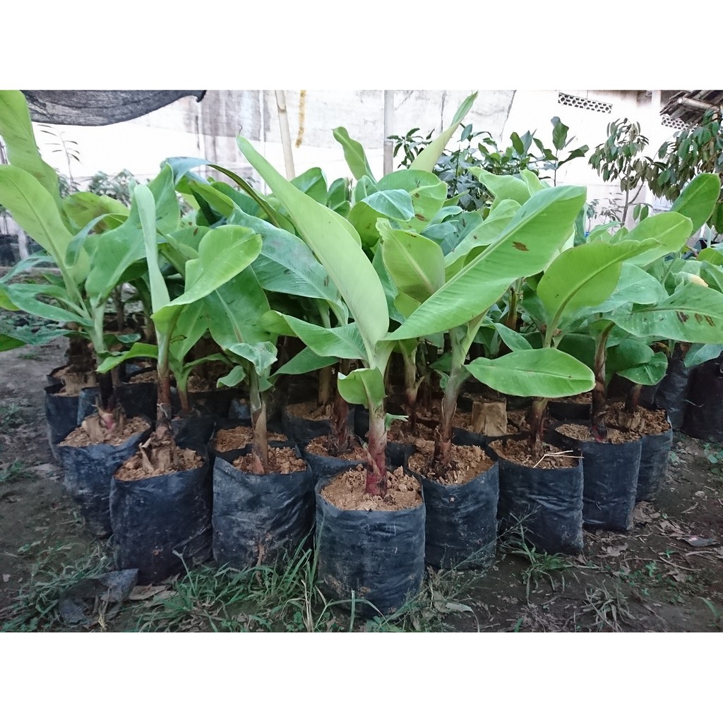 Pisang Cavendish,tanaman buah masih bibit