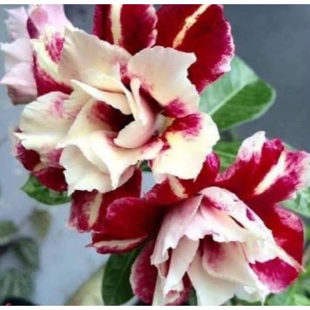

Bibit Bunga Kamboja Adenium Barame