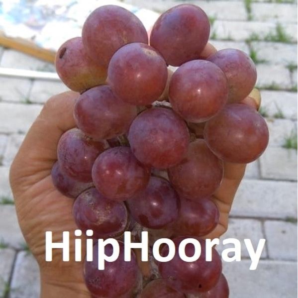 Bibit Anggur Import Nizina