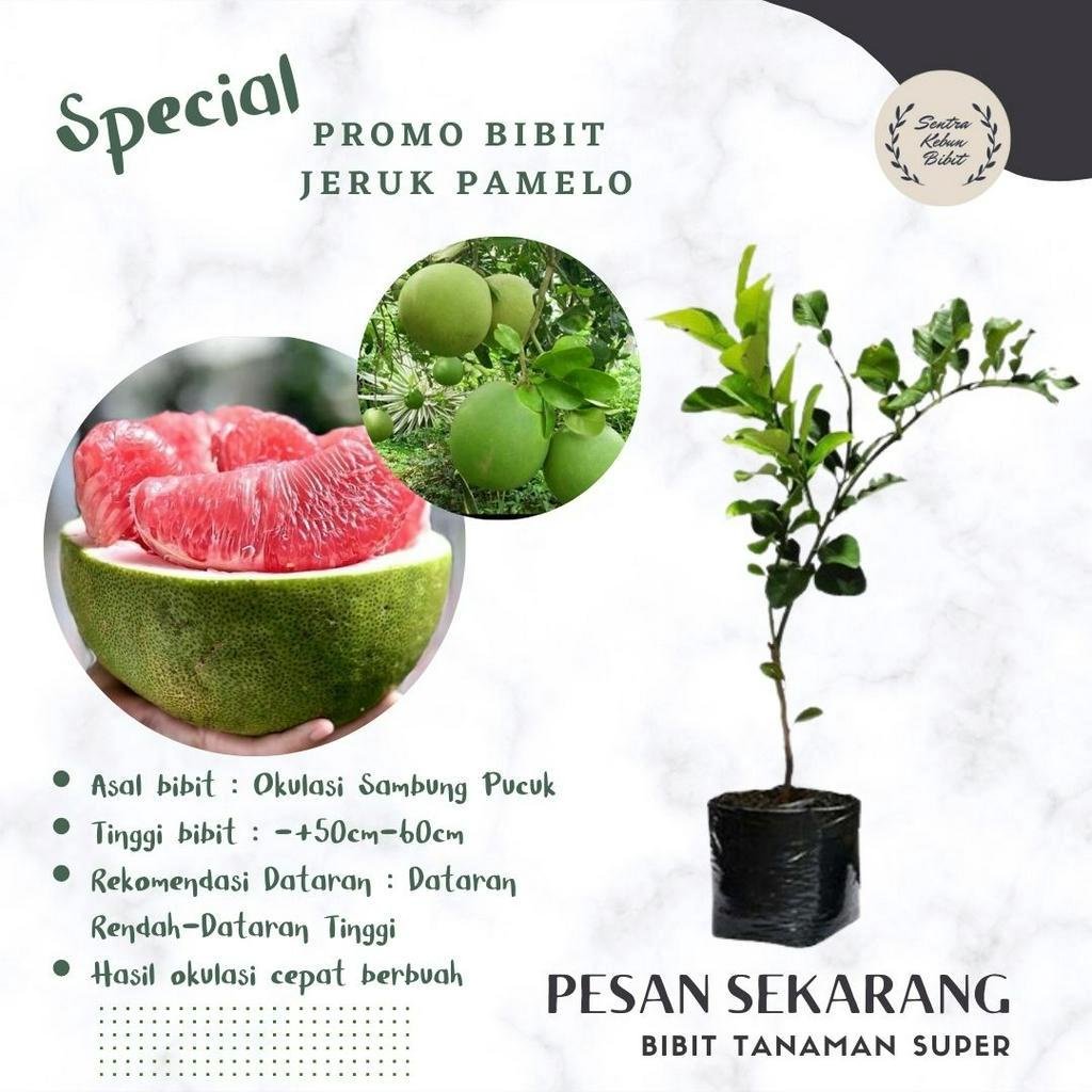 BIBIT JERUK PAMELO (JERUK BALI) OKULASI