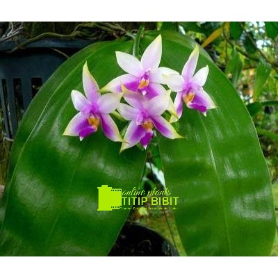 anggrek spesies phalaenopsis violacea Mentawai