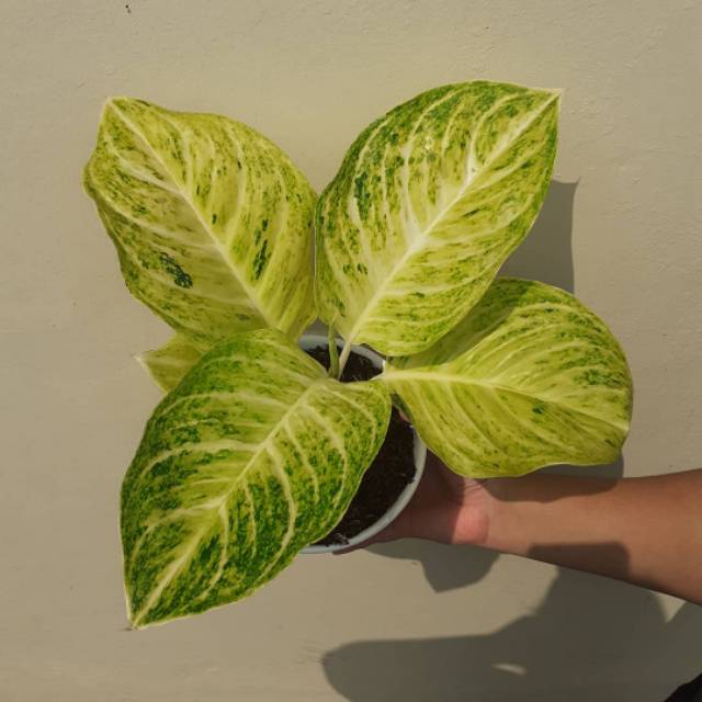 Aglonema bidadari putih (permaisuri) cantik