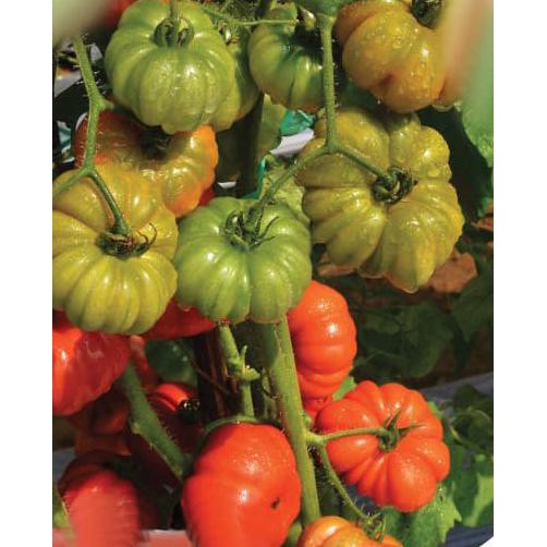 Order Benih Bibit Sayuran Buah Tomat Mawar Rewako Panah Merah F1 Berkualitas