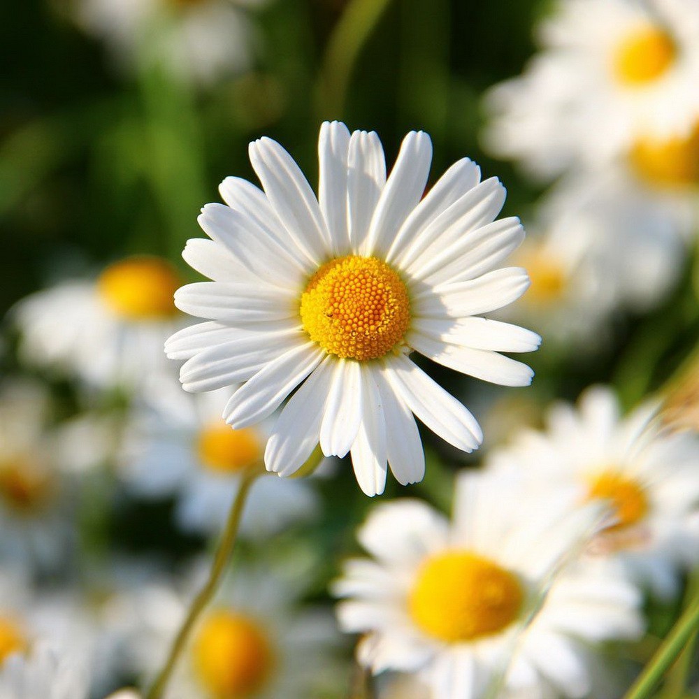 PlantaSeed - 15 Seeds - Alaska Shasta Daisy Biji Bunga - PAS0193