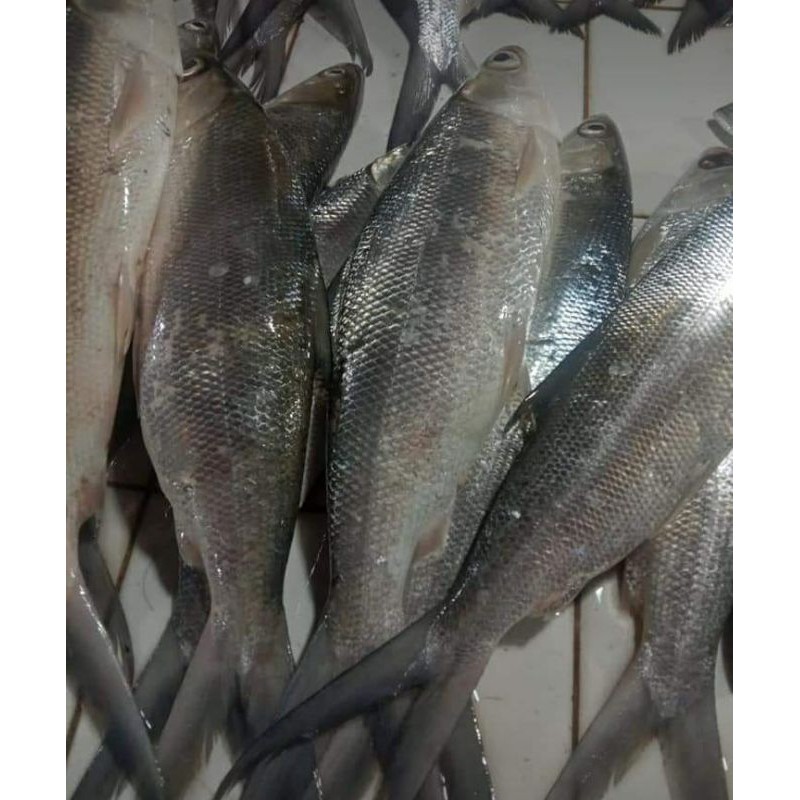 

ikan bandeng 1kg