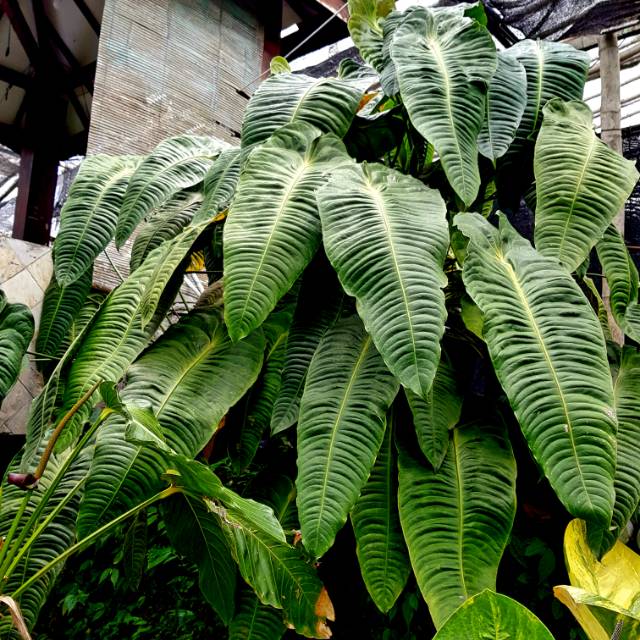 BIBIT ANTHURIUM VEITCHII (BIBIT PILIHAN) Bibit Anthurium Veitchii / Anakan Anthurium VGeitchii / Ant