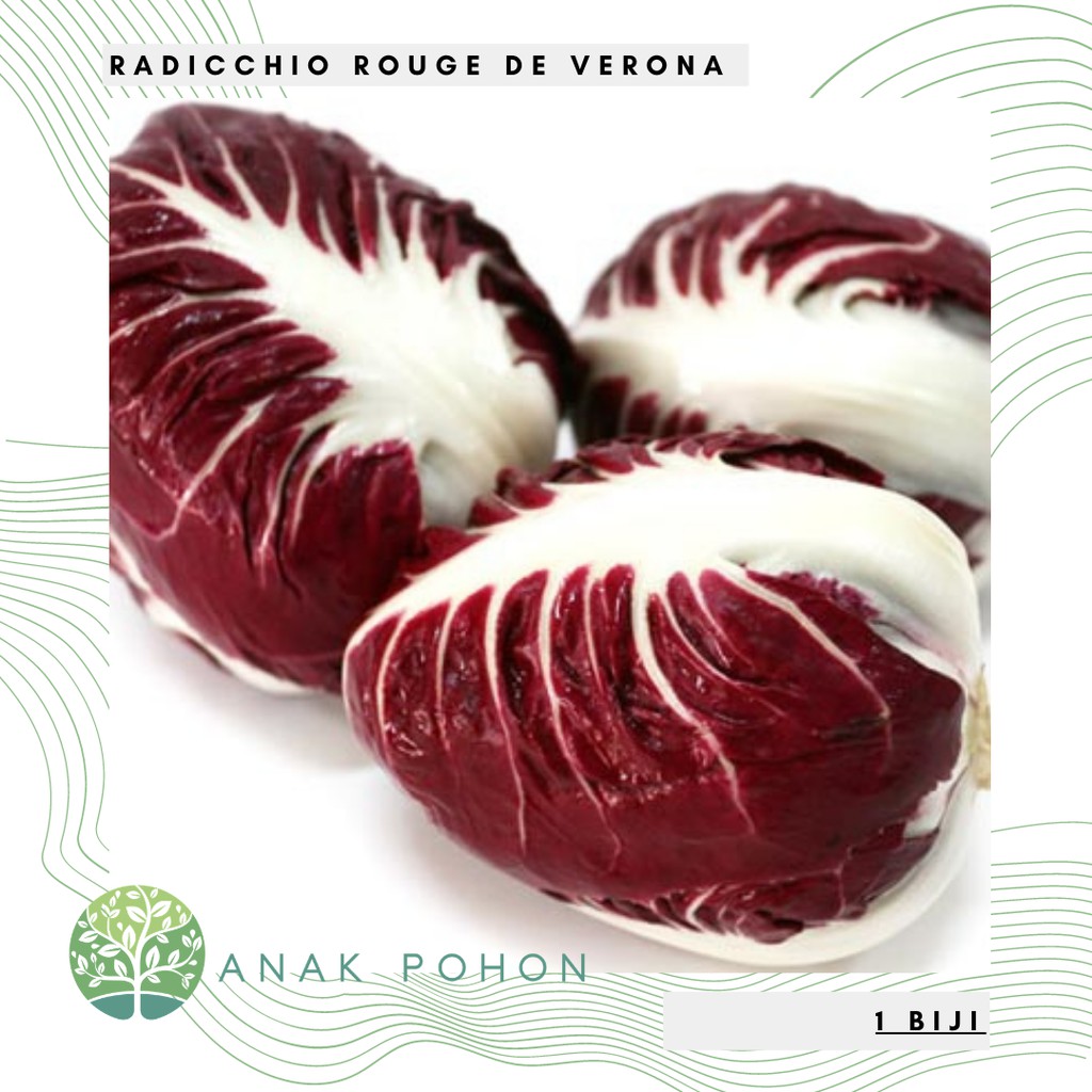 Benih Bibit Biji - Radicchio Rouge de Verona (Cichorium intybus) Seeds - IMPORT