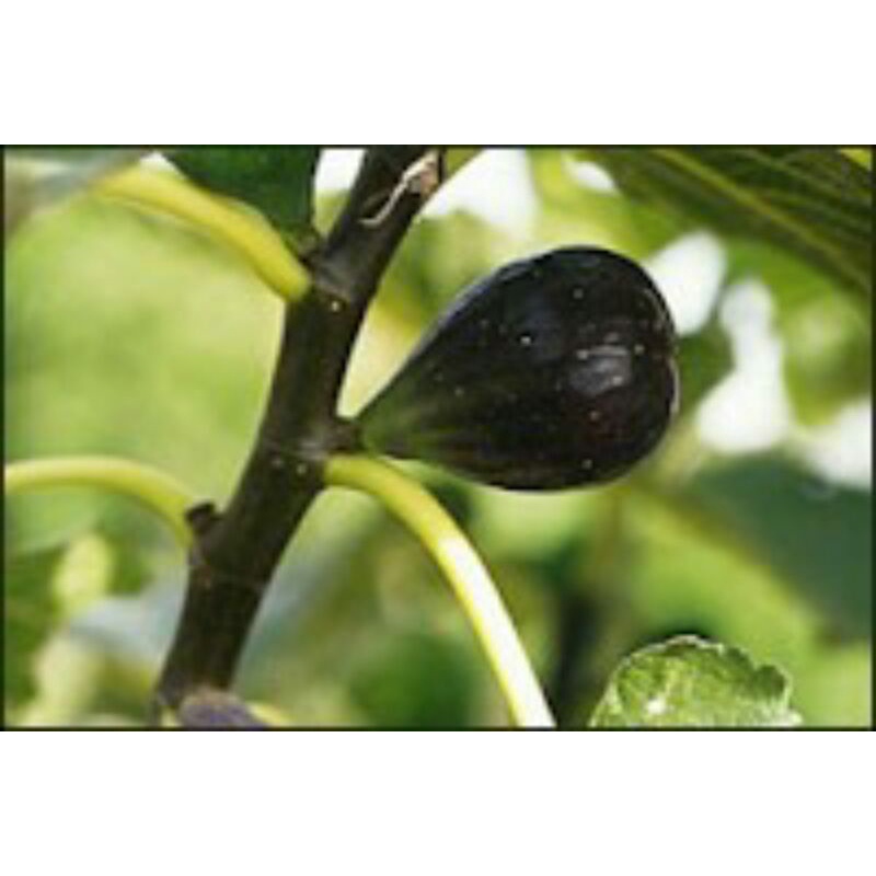 Bibit buah tin langka jenis BELLONE (fresh cangkok)