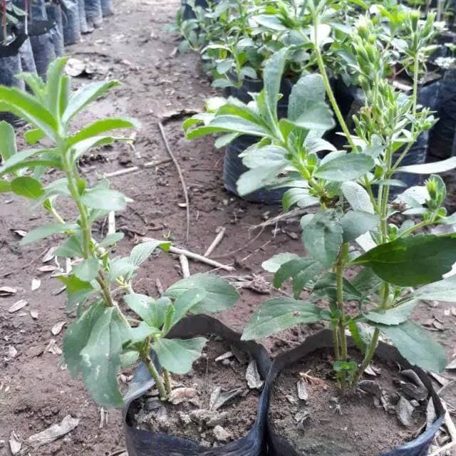 bibit stevia daun manis