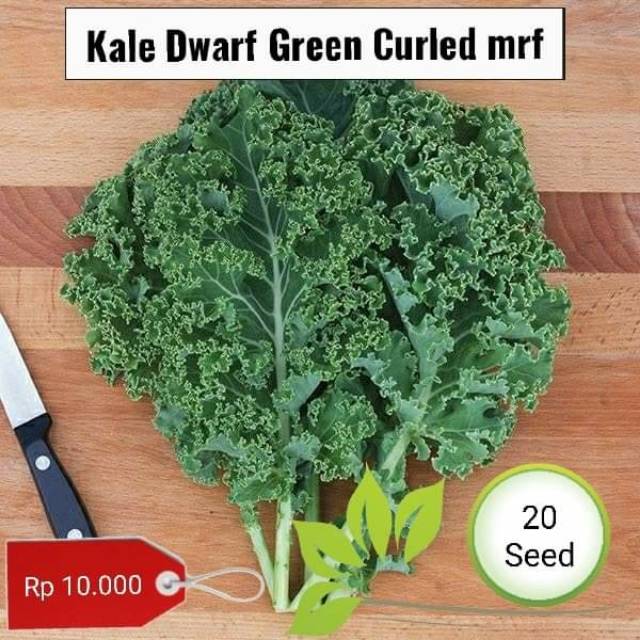 Kale Dwarf Green Curled