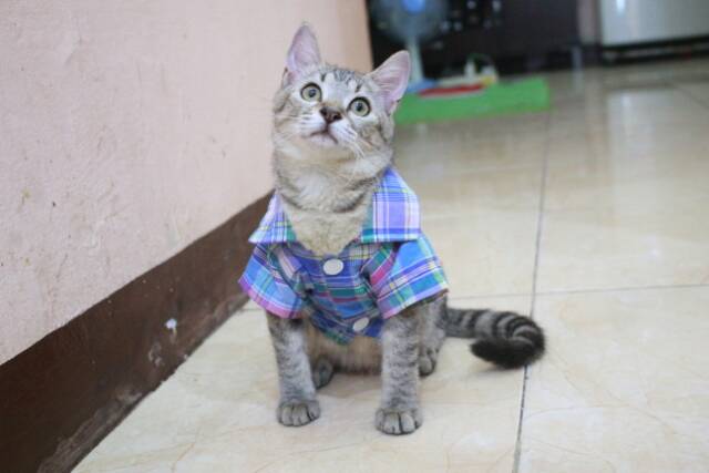 Baju kemeja kotak-kotak biru lucu untuk kucing dan anjing / baju kucing murah size S M L XL