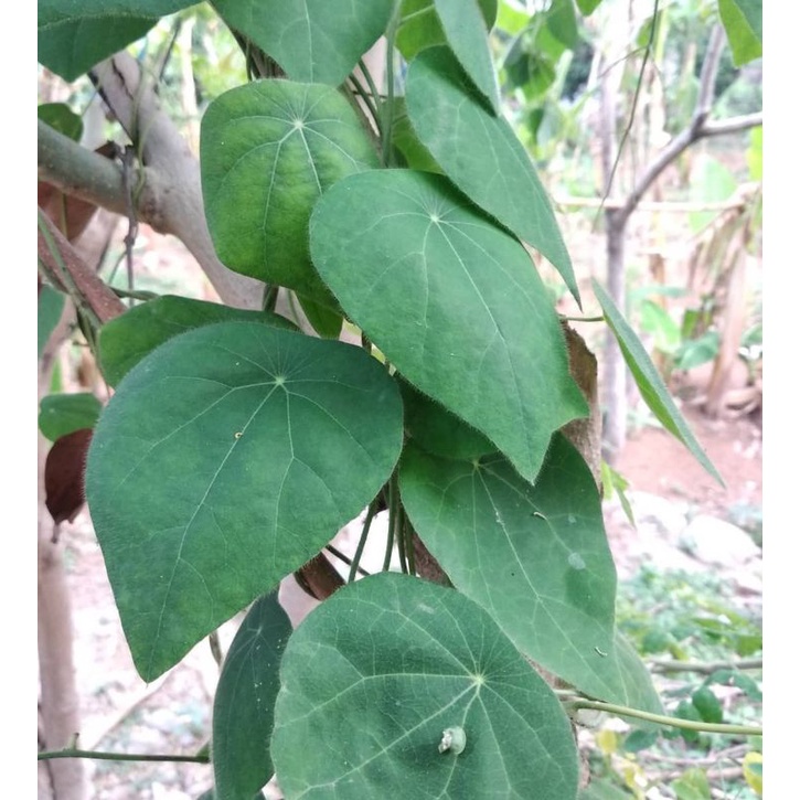 

Daun CINCAU BULU fresh