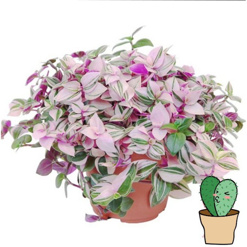 tanaman hias tradescantia tricolor