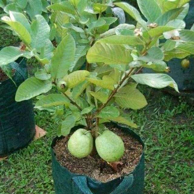 Bibit jambu kristal tanpa biji okulasi unggul (bisa COD)