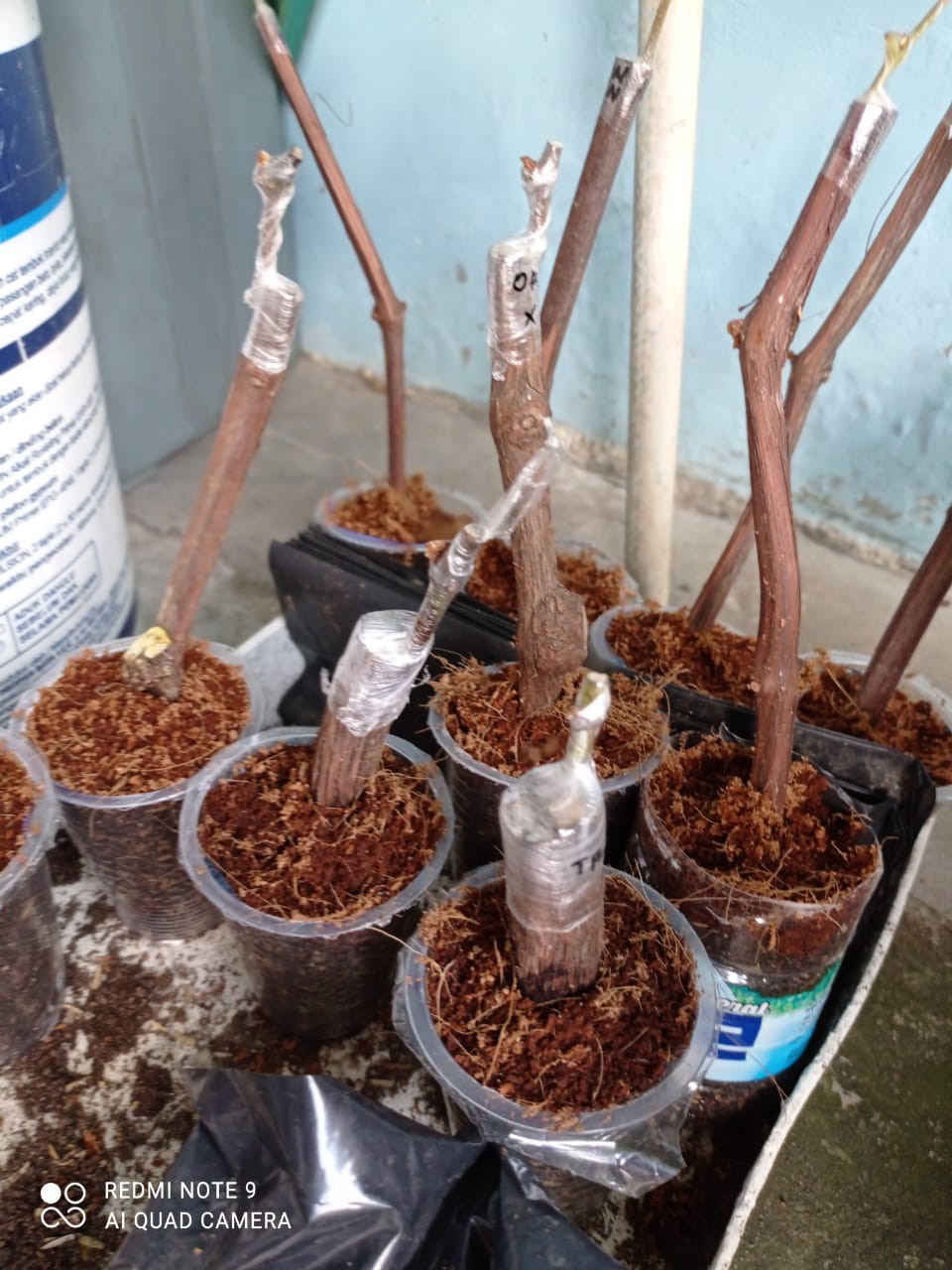 Promo Paket 4 Bibit Anggur Impor Cutting Granfting