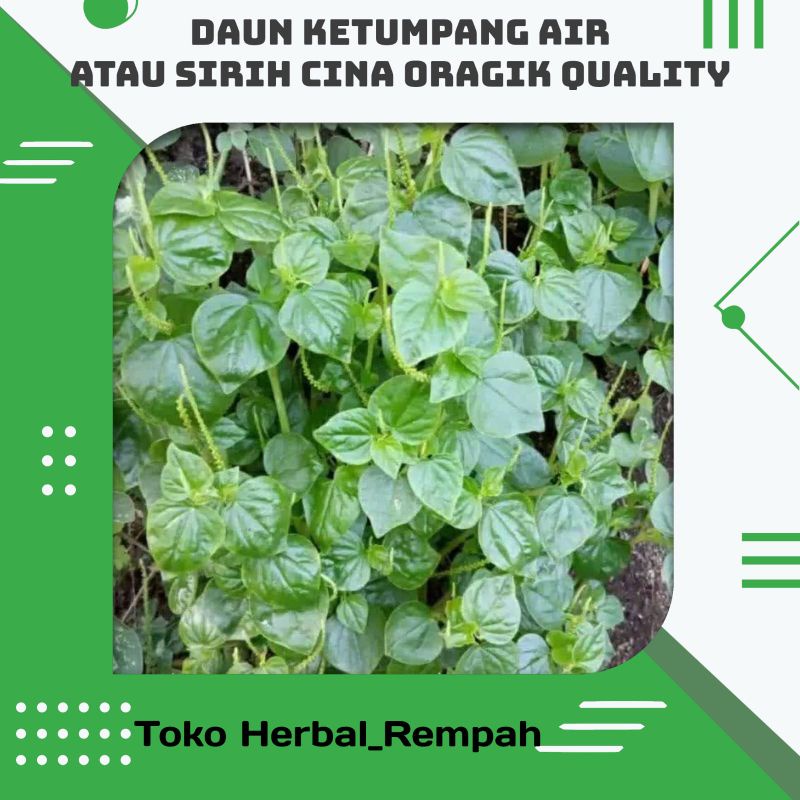 

Daun ketumpang air / sirih cina segar Organik Quality 1 kg