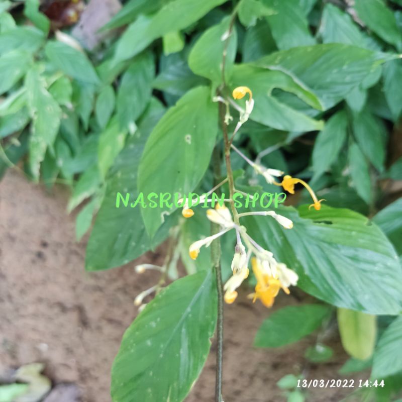 

[Fresh] TANAMAN HIAS Globba pendula ( 5 POHON ) JAHE KERA PEDAS KANCIL meroyan tinggal halia hutan
