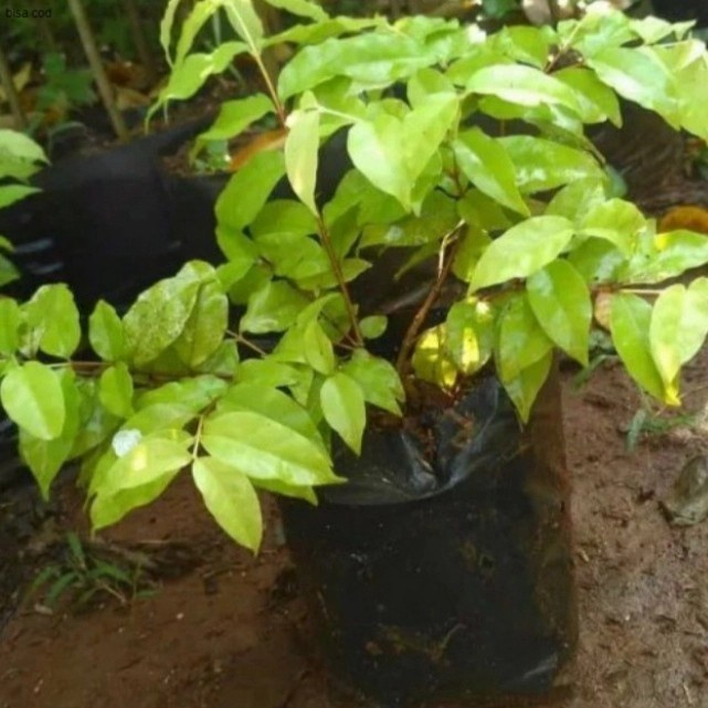 Pohon Anting Putri Tanaman Hias Bibit Bonsai Pohon Anting Putri