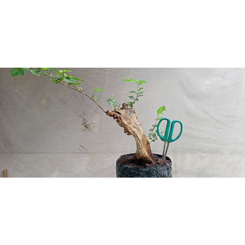 bonsai Streblus asper (SERUT) smoll