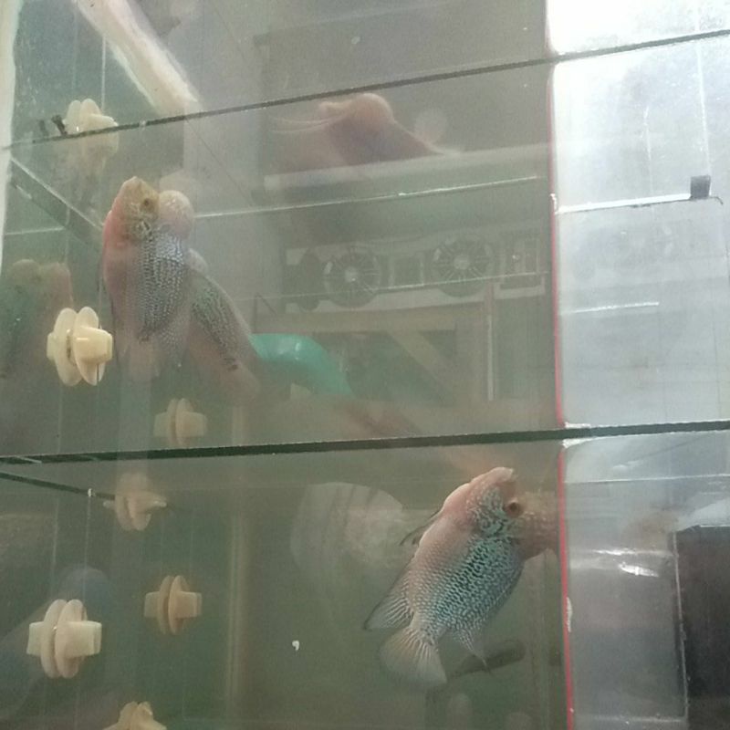 ikan louhan srd cilnong