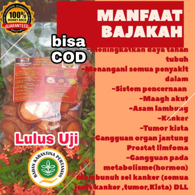 Akar Bajakah Tampala Asli Kalimantan Jika Palsu Uang Kembali 30 Hari Langsug Sembuh Shopee Indonesia