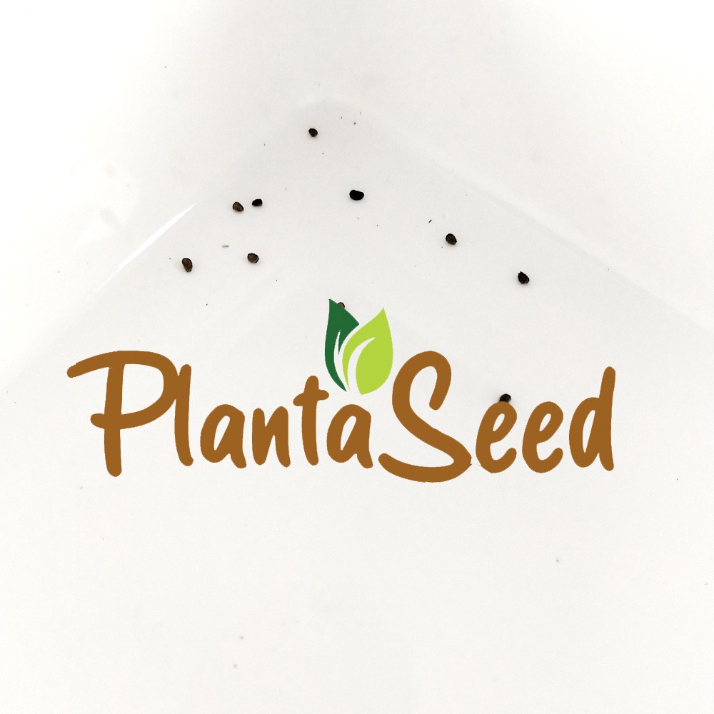 PlantaSeed - 10 Seeds - Heliotrope Marine Biji Benih Bunga - PAS0222