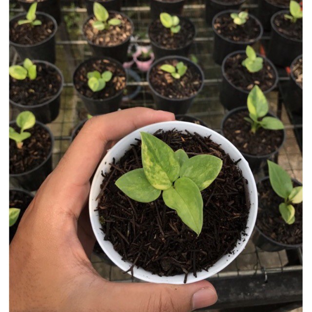 Anakan Jemani Cobra Batik Predator Var Mewah