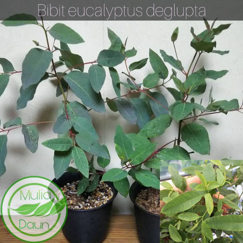 Bibit tanaman eucalyptus deglupta/Pohon eucalyptus/Bonsai deglupta/Rainbow/pelangi