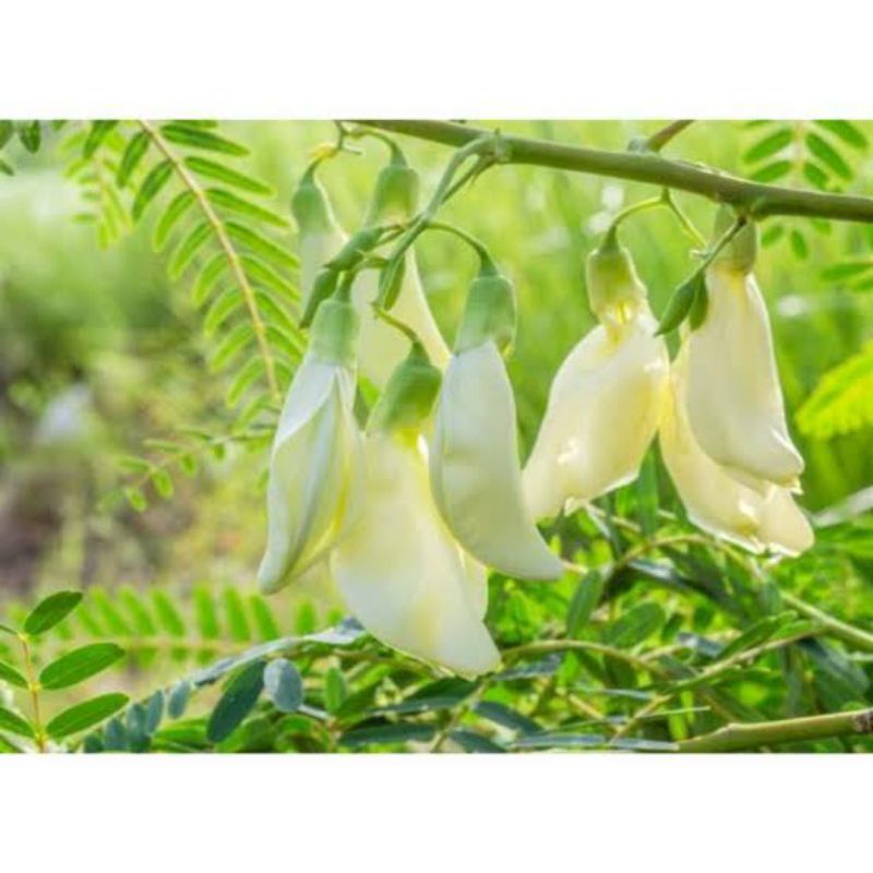 Bibit Tanaman Kembang Turi Putih