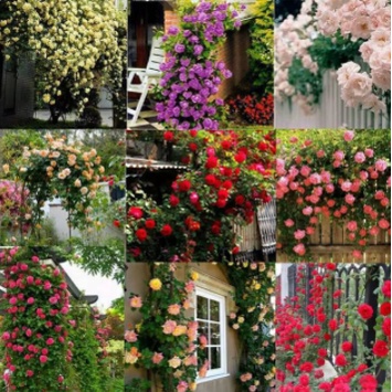 Biji Benih Mawar Rambat Thailand 9 Mixed seeds