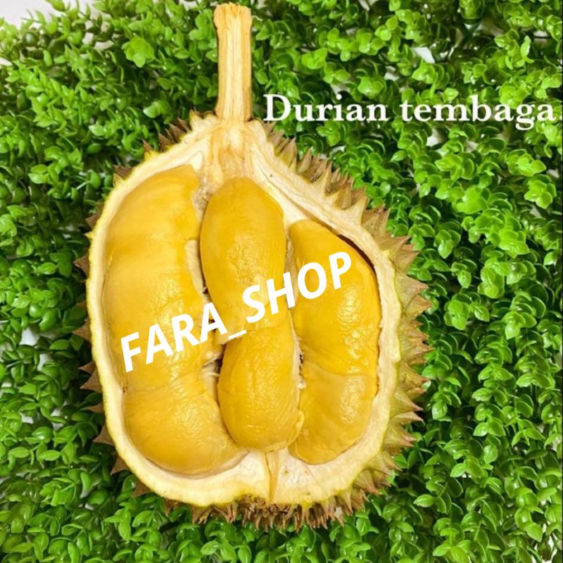 BIBIT TANAMAN BUAH DURIAN SUPER TEMBAGA EMAS // BIBIT DURIAN SUPER TEMBAGA