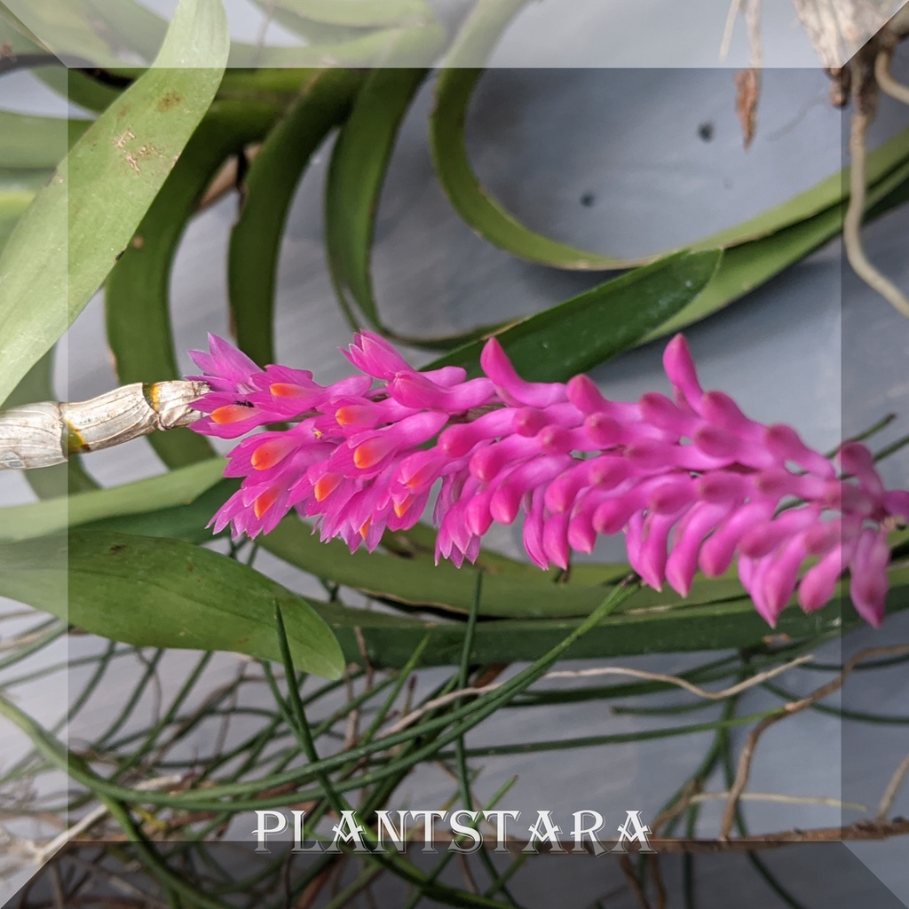 Anggrek Secundum dendro Spesies Sikat Gigi pohon hidup bergaransi