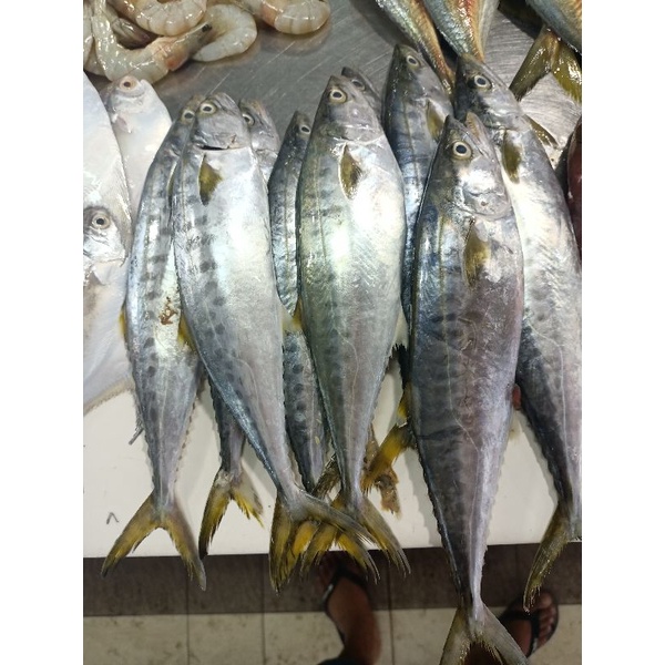 

Ikan Tengiri Kecil / Tengiri Colet
