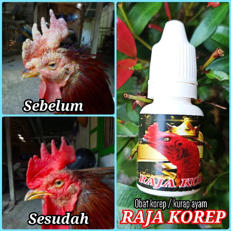 Obat korep/kurap ayam RAJA KOREP
