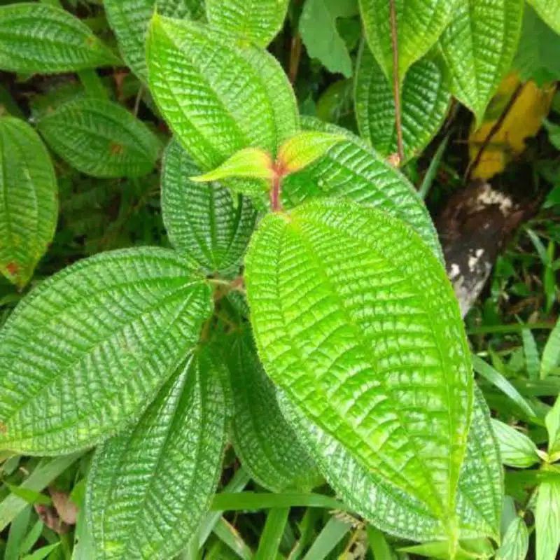 

Daun Senggani Segar 250gram - Herbal